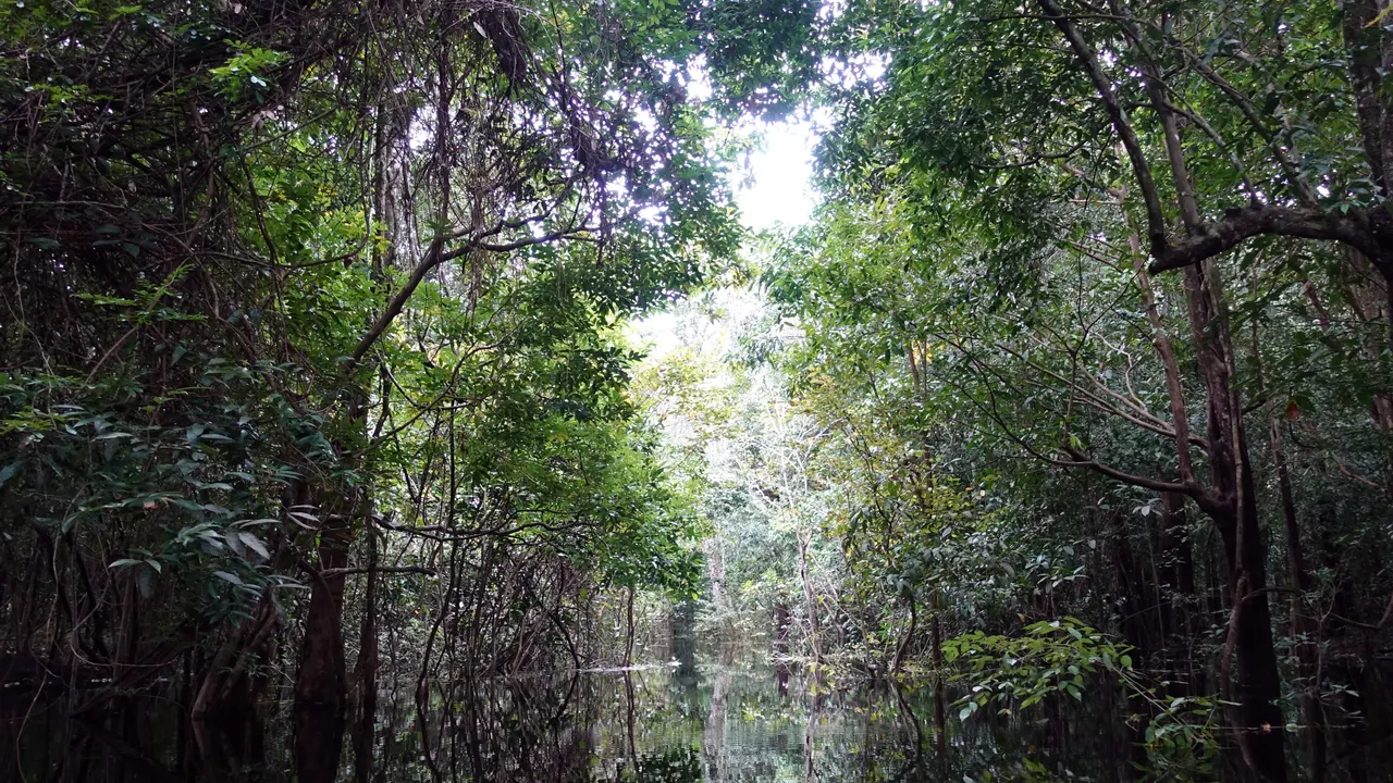 Amazon 2018