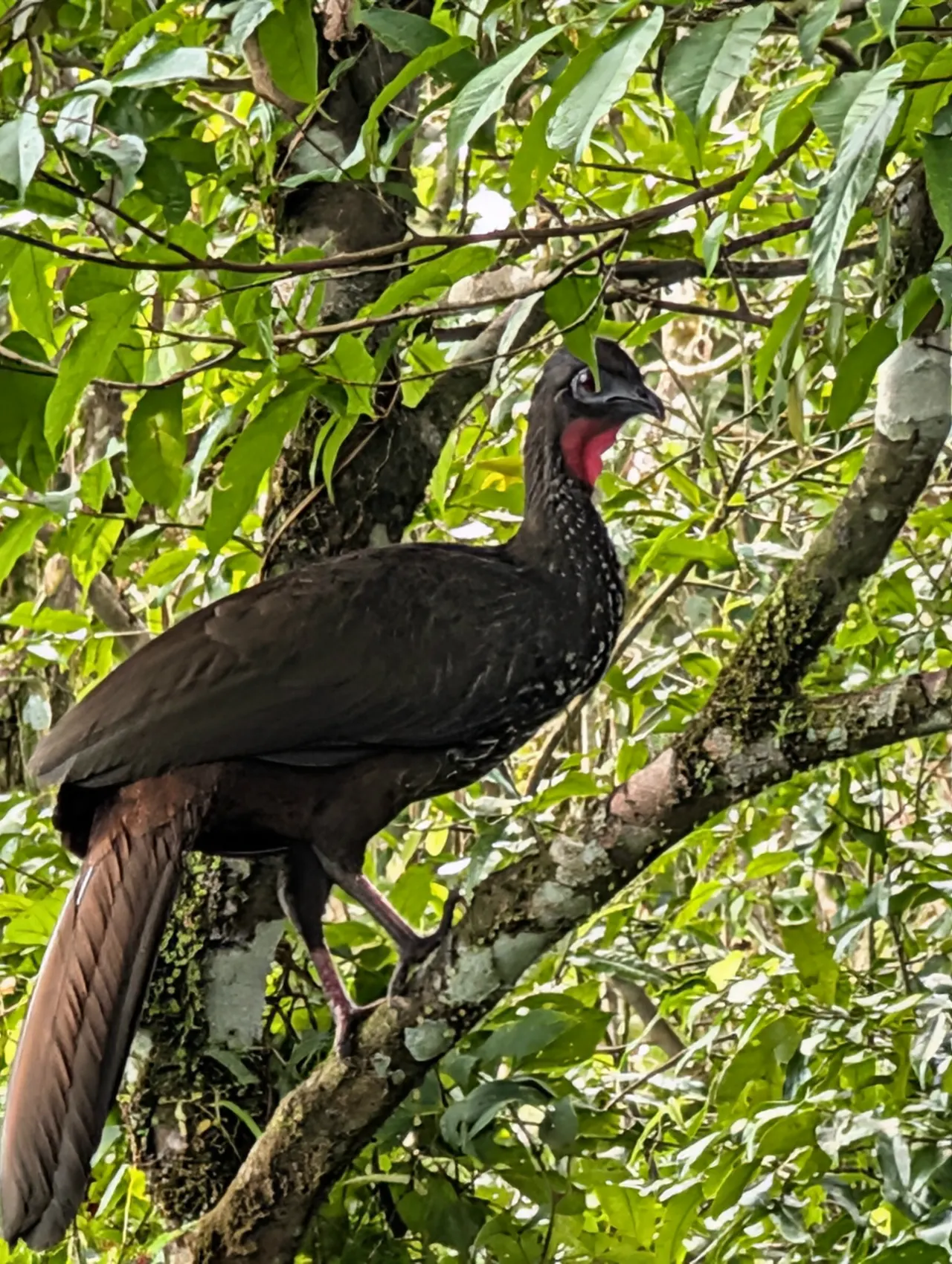 San José & San Isidro & Quesada, Costa Rica