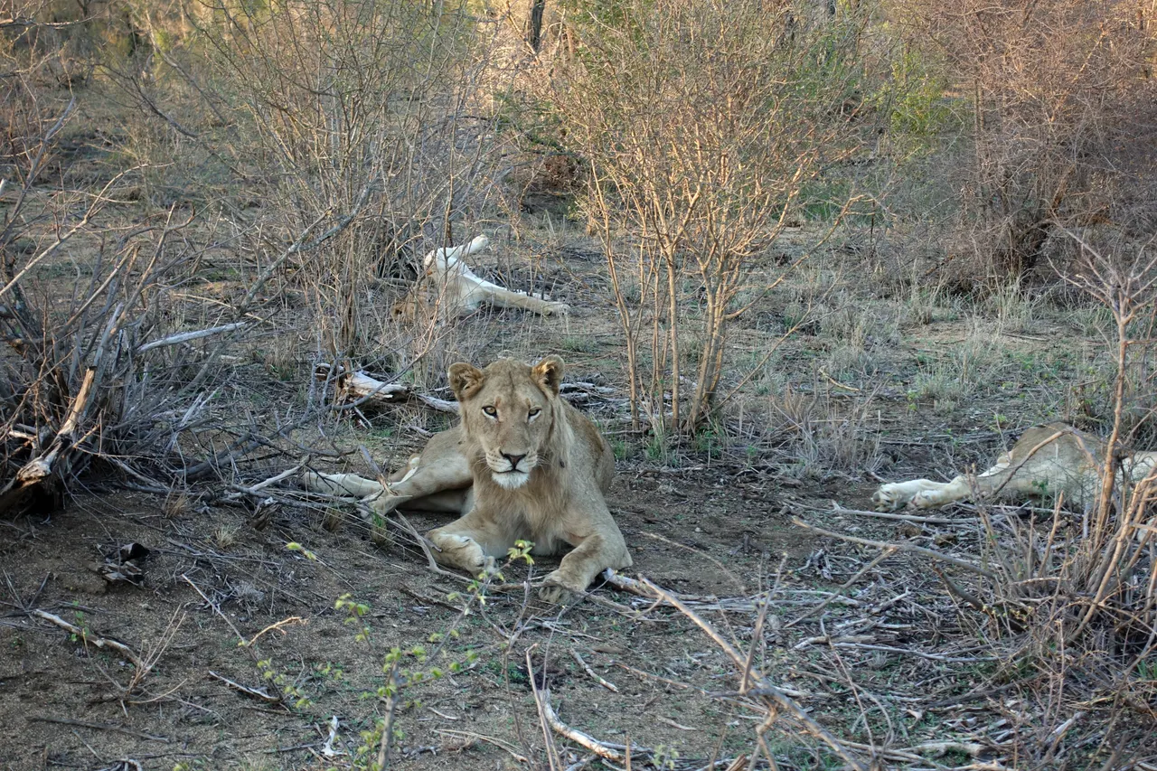 South Africa 2018