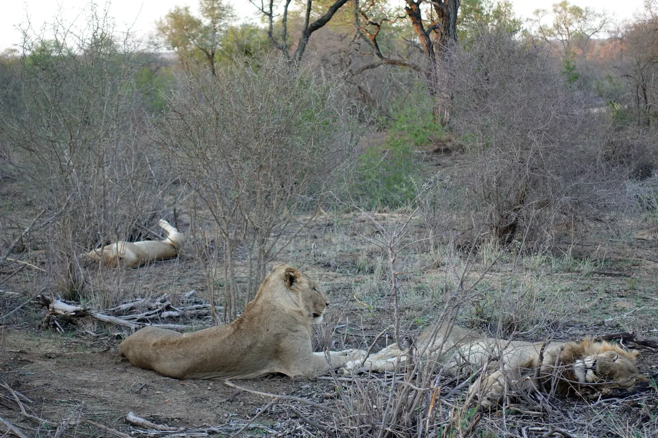 South Africa 2018