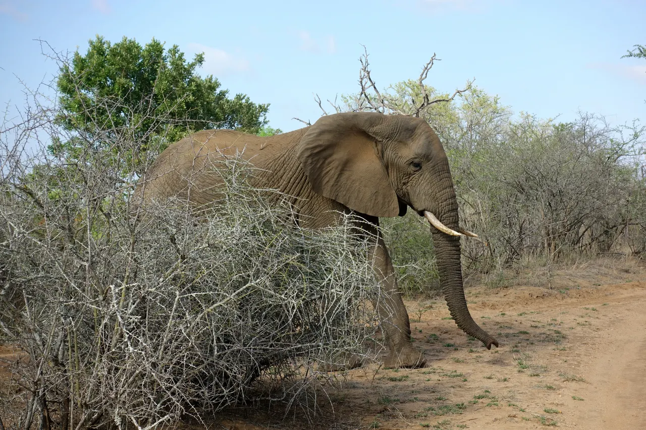 South Africa 2018