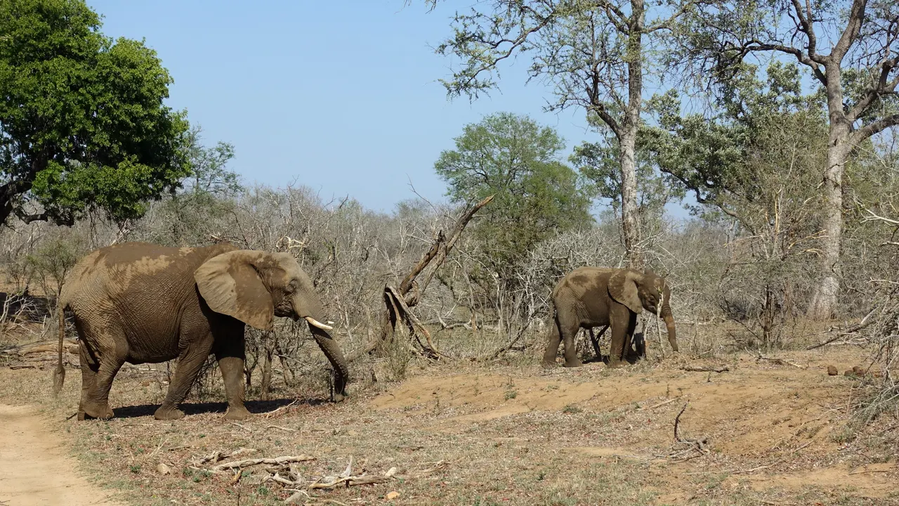 South Africa 2018