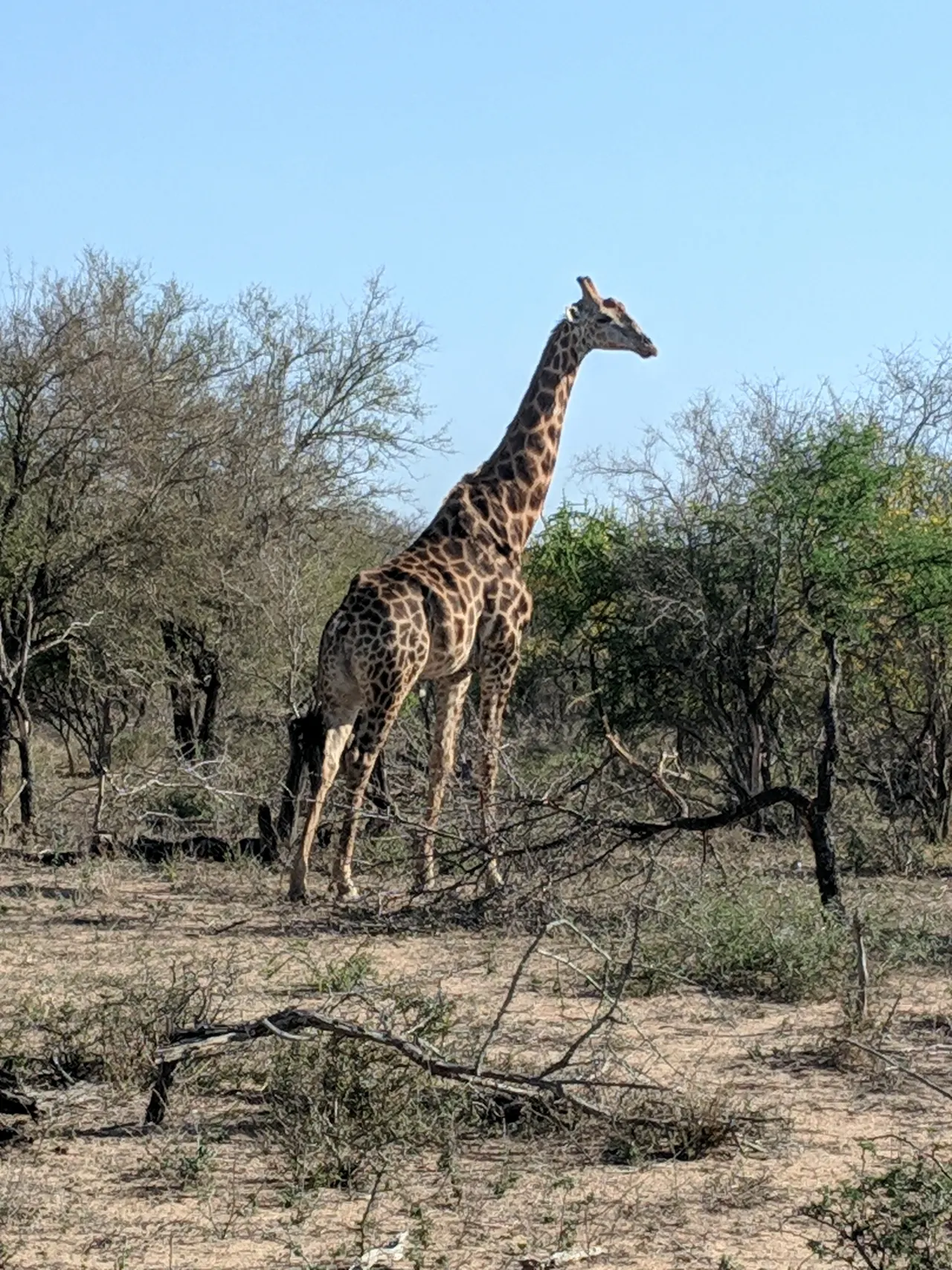 South Africa 2018