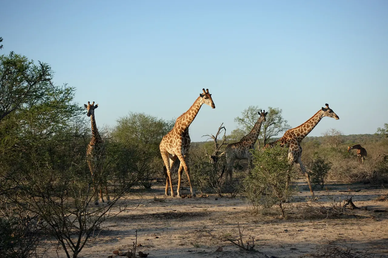 South Africa 2018