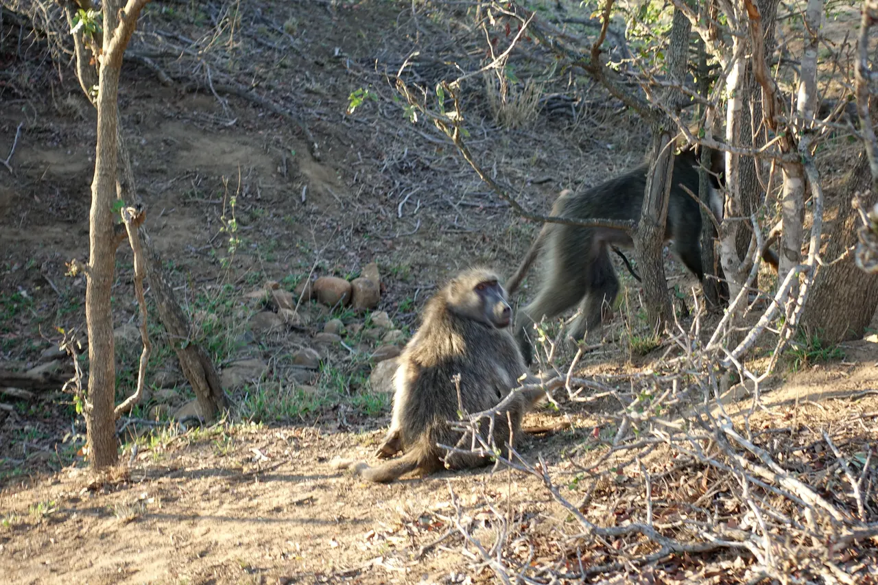 South Africa 2018