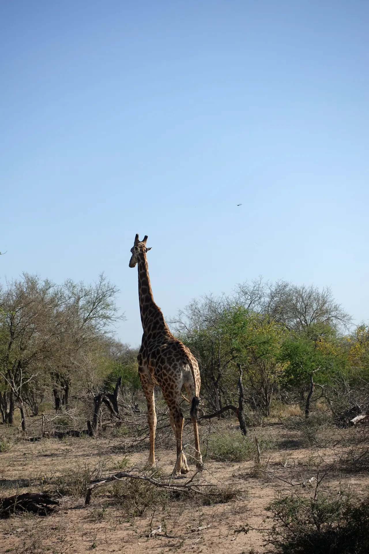South Africa 2018