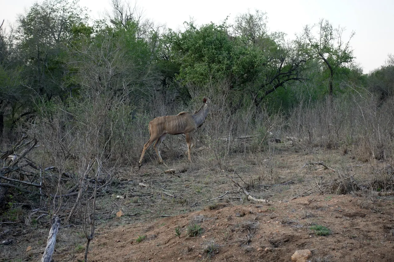 South Africa 2018
