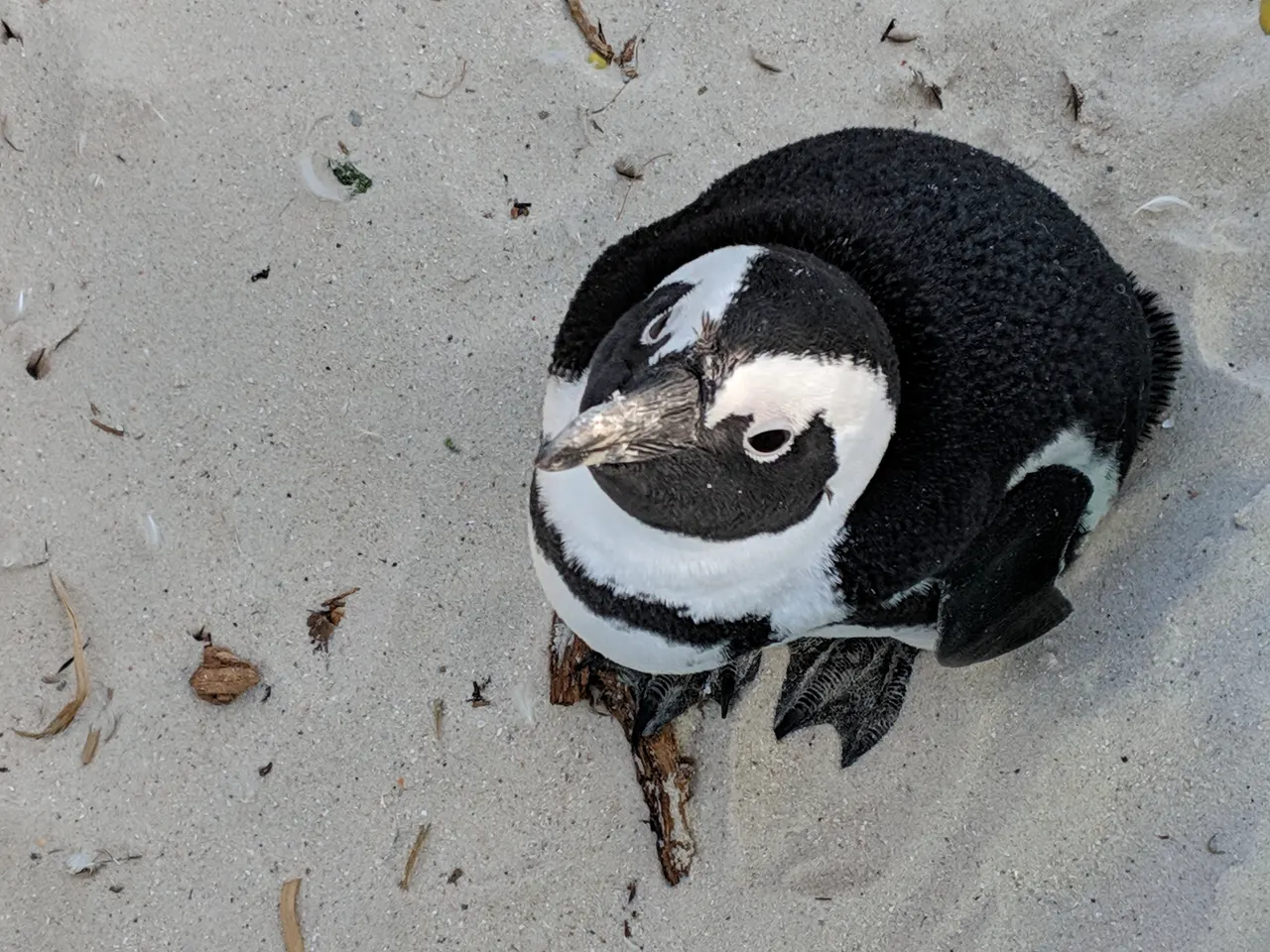 South Africa 2018